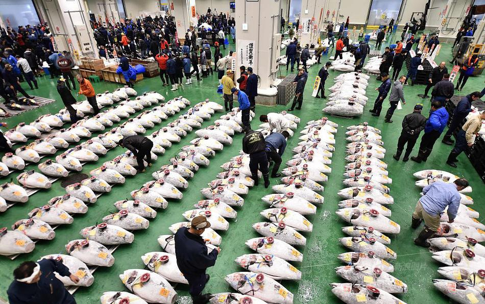 东京丰州市场举行新年首场金枪鱼拍卖,当天一条巨型金枪鱼以310万美元