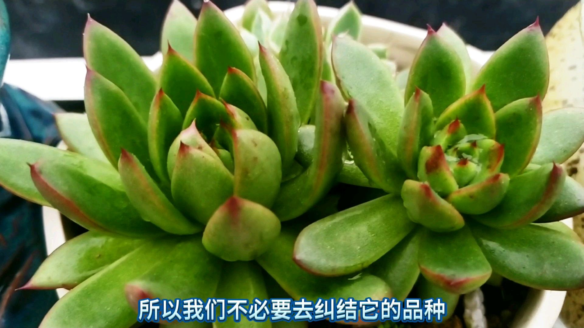 多肉东云系品种繁多,而且好养易活,看下我家的东云吧