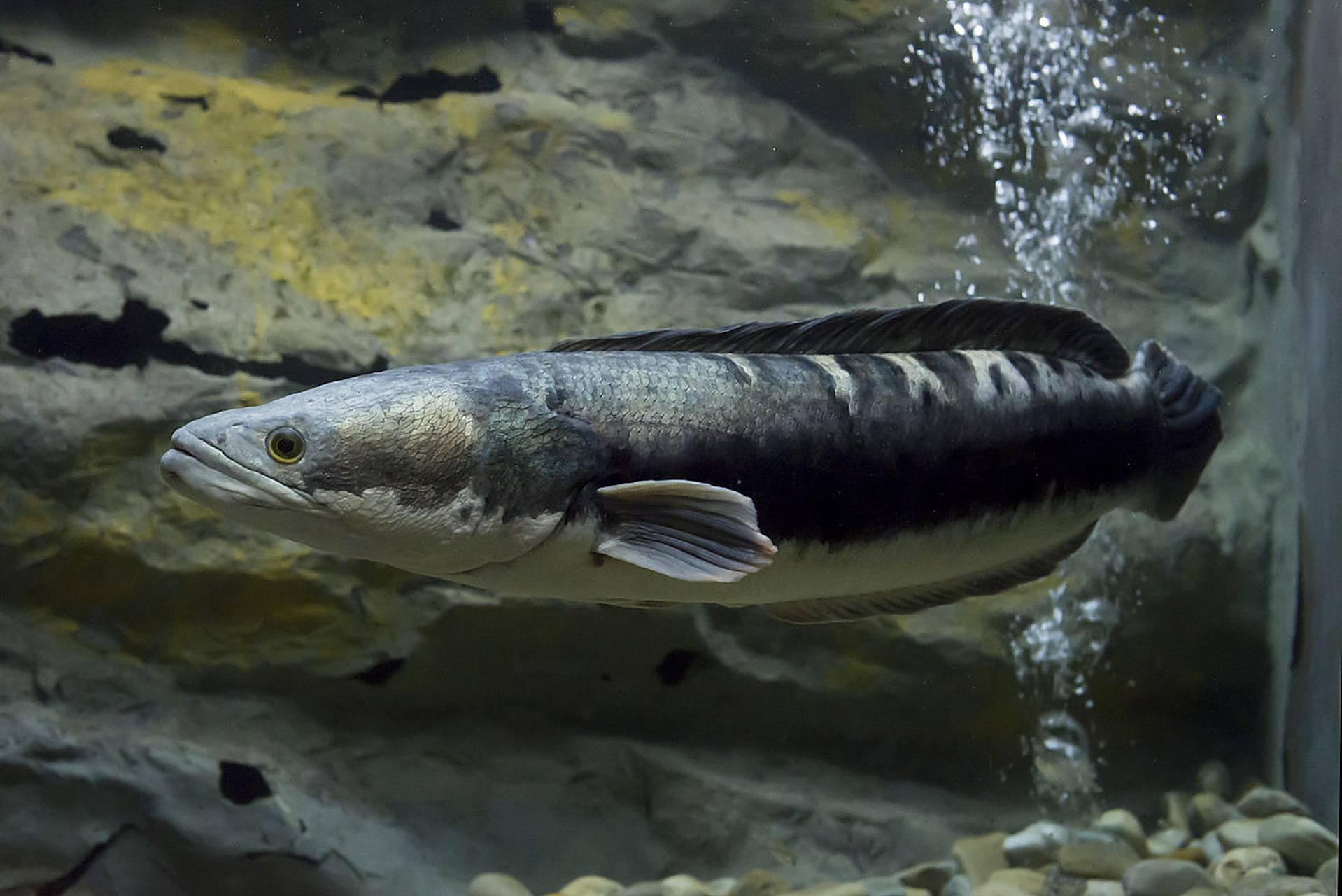 虽然芝麻剑鱼繁殖能力强,但人工培育困难,种群恢复不易.