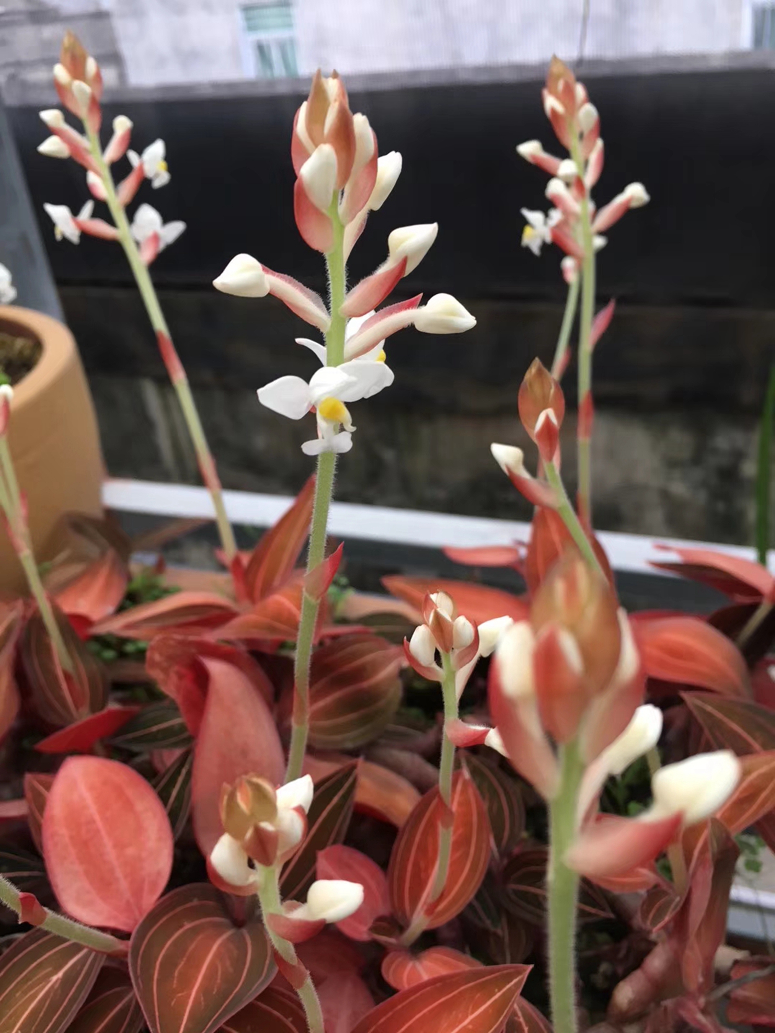 盆栽5年的金线莲开花了,还是第一次见,别人一千买走了