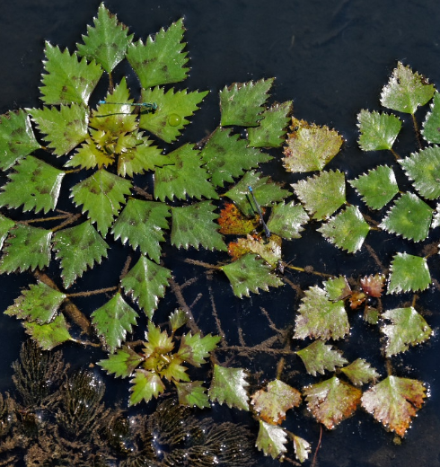 生活在北方的你有多久没见到水中这排列如花的绿色植物了?