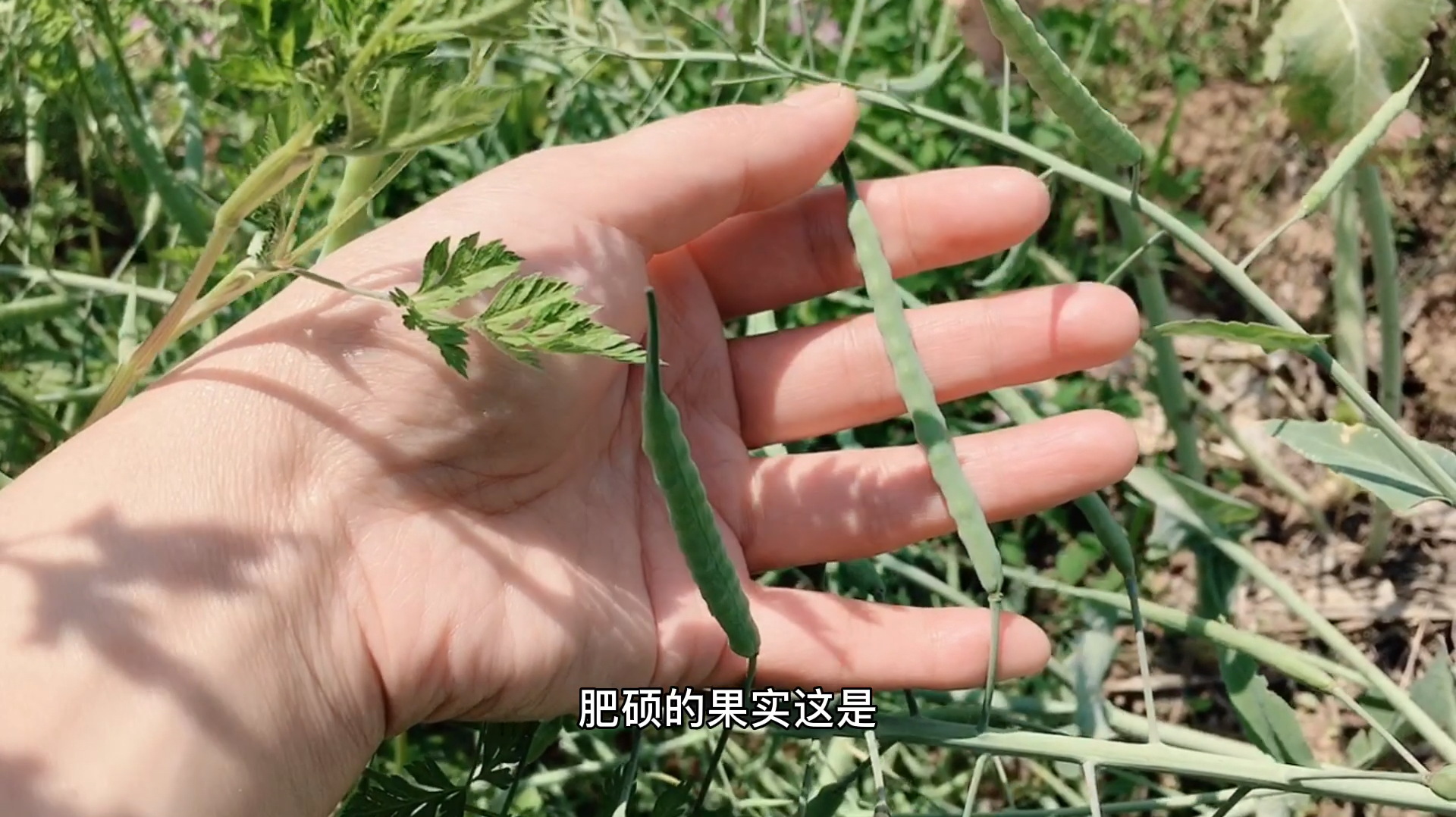 再见油菜花田已是满田的菜籽了,菜籽油你爱吃吗?