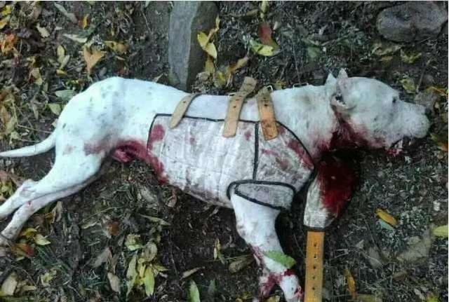 过河拆桥,打猎结束就抛弃猎犬!每年都有5万只西班牙猎犬被杀!