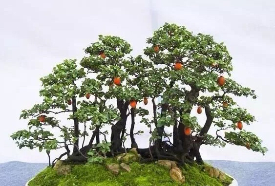 是由多株树干组合而成的统一而富有变化的整体,制作金弹子丛林式盆景