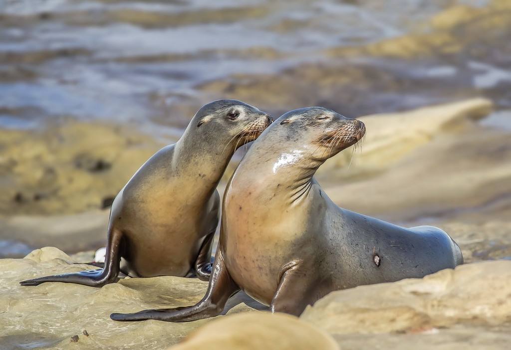 海洋中,5种叫海名字的动物,你能区别出来吗?