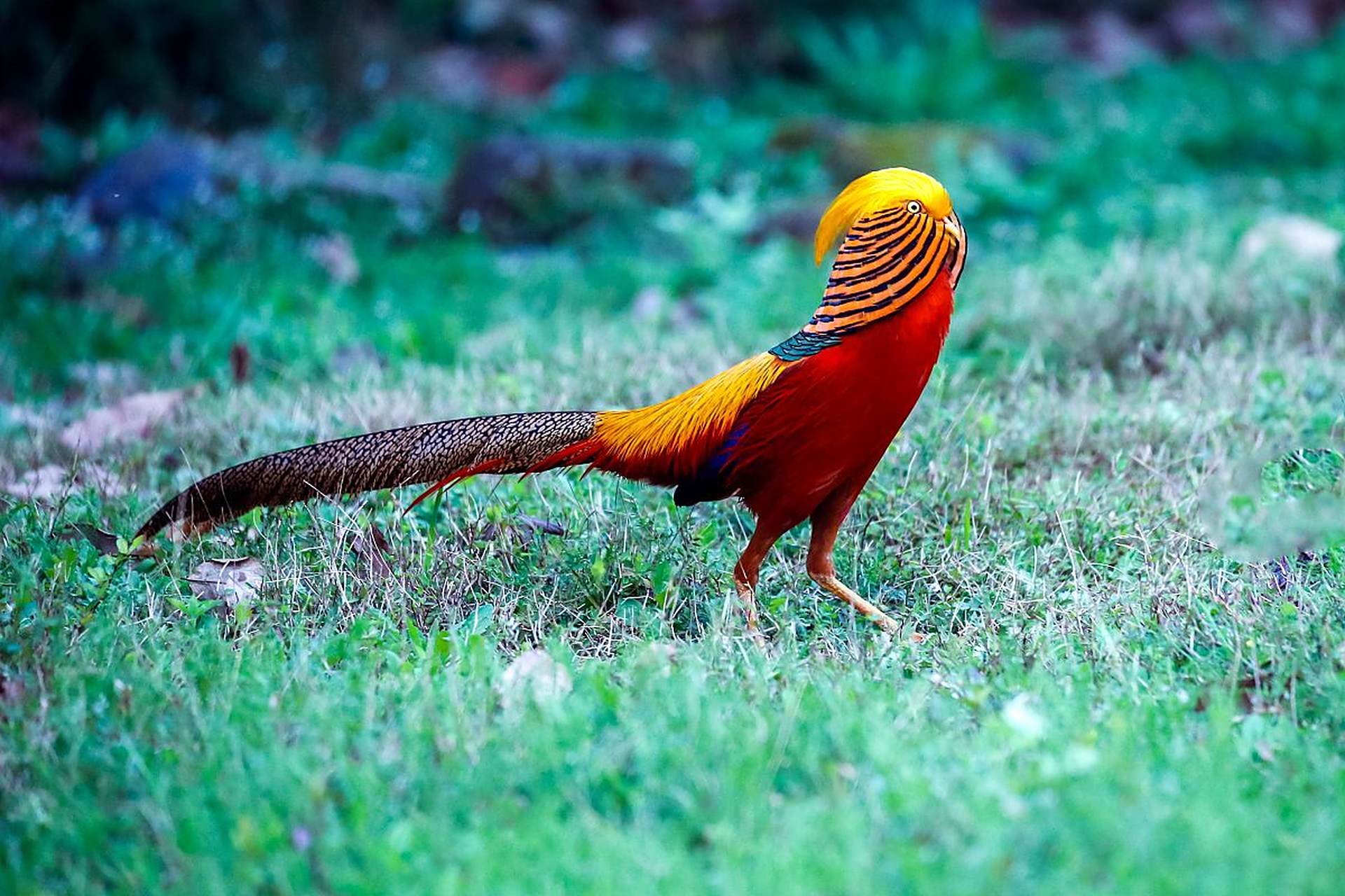 红腹锦鸡 - 英文名称 red-crowned crane.