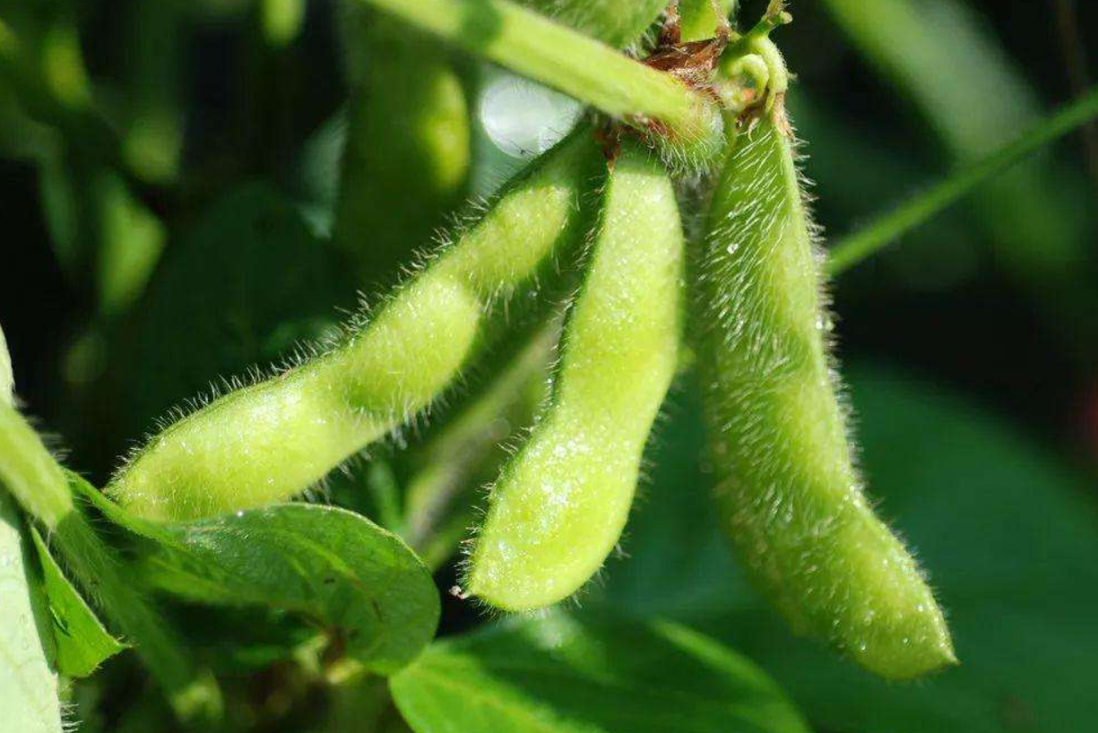 南方夏大豆如何进行高产栽培,关键技术的要点有哪些