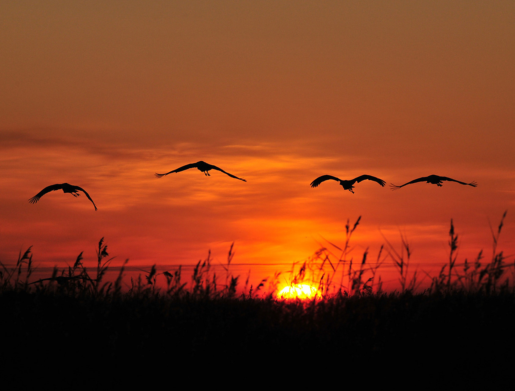 仙鹤飞翔在清朗的天空,代表着长寿与健康,寓意着岁岁平安,如意吉祥.