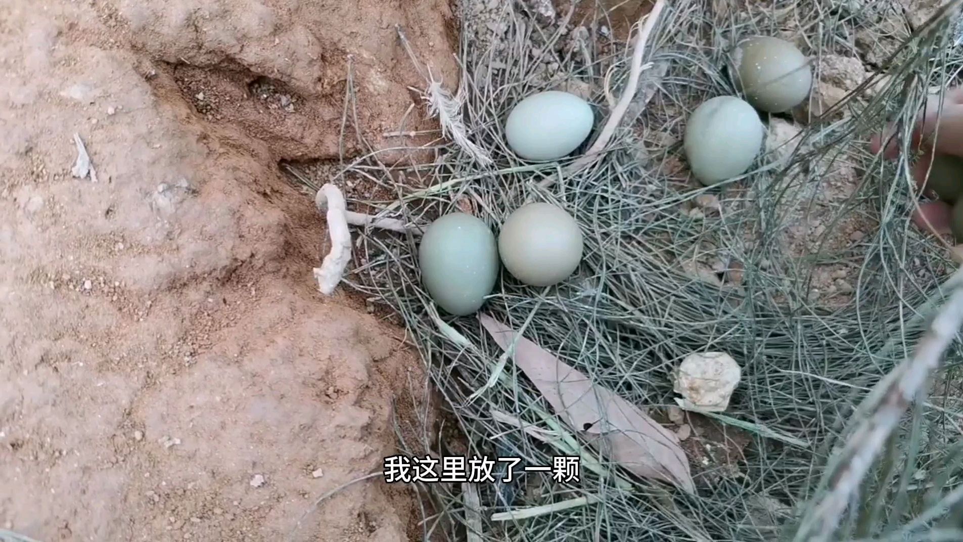 山鸡开始下蛋了,看它都喜欢下在哪里,今天收获满满