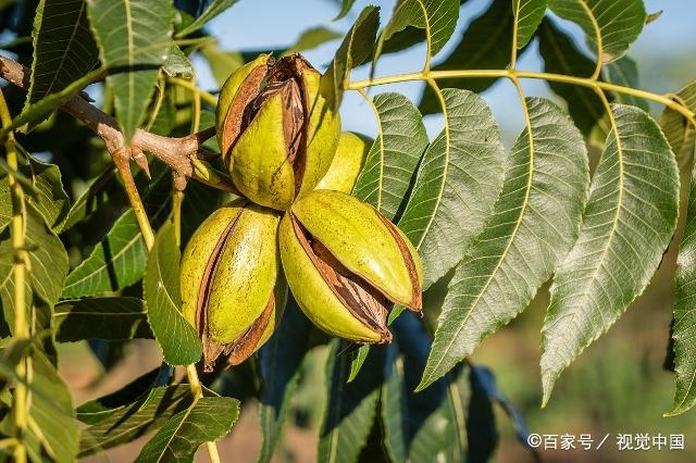 碧根果好吃,你知道哪裡有種植嗎?快來看看有沒有你的家鄉