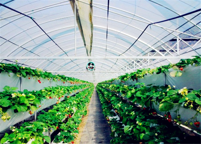 农民在自己的大棚里面种植"水果皇后",收入是普通种植的四五倍