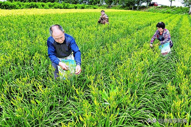 永濟市魯家村:推廣黃花菜種植項目 有效增加農民收入