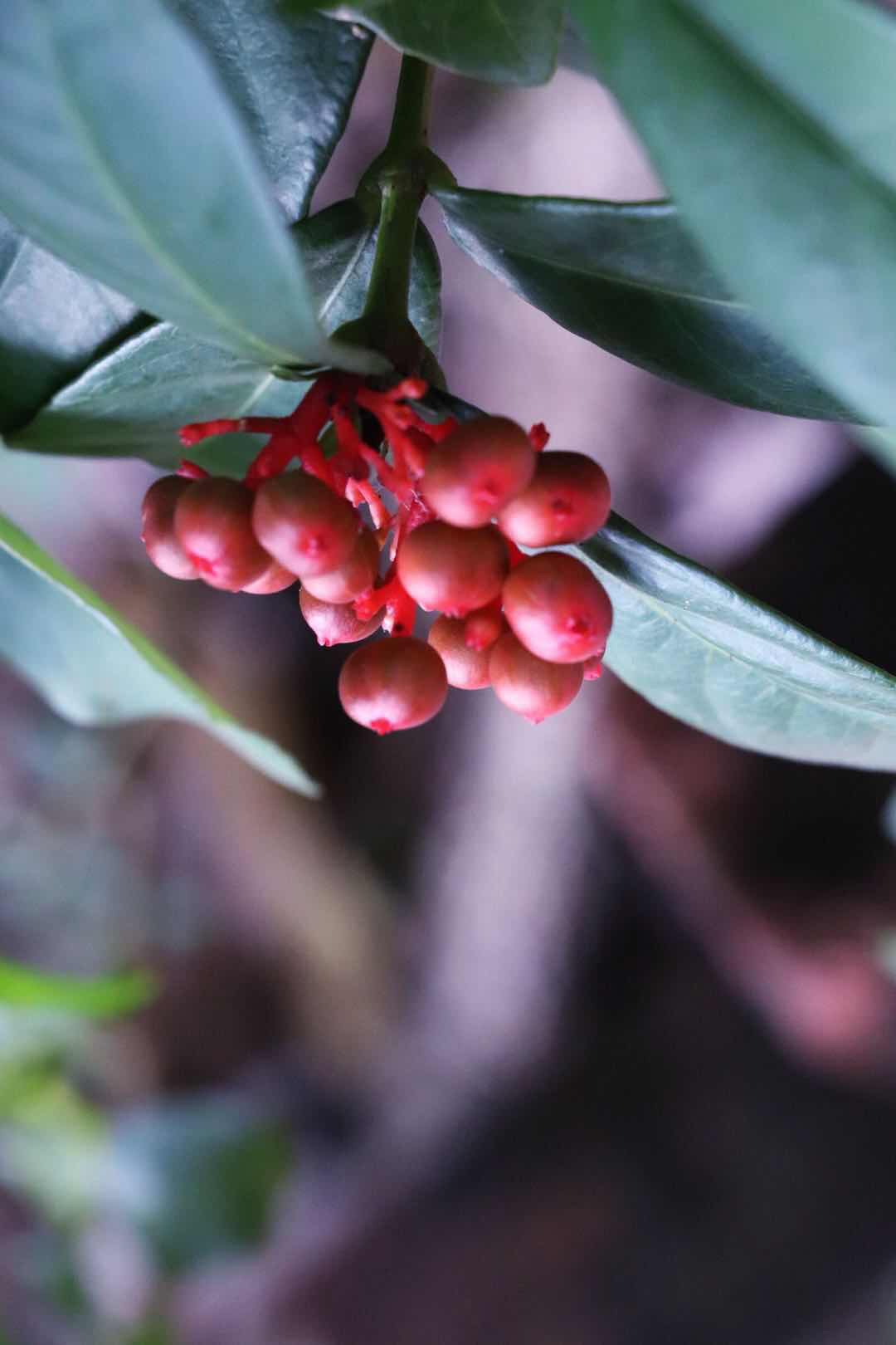 报春花目植物摄影《紫金牛》