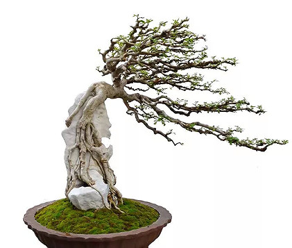 棕丝蟠扎可以多种多样 形成新的造型风格或个人风格