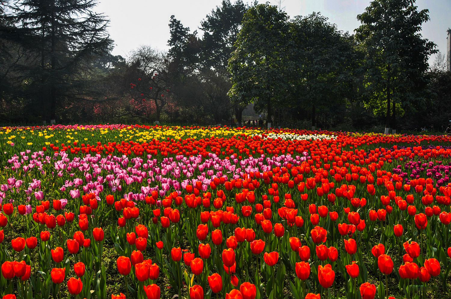 花卉园风景实拍