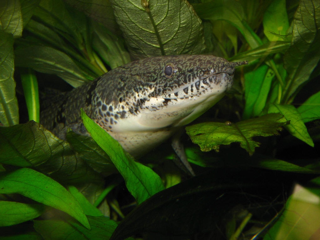 多鳍鱼你了解吗?看看这些再说话