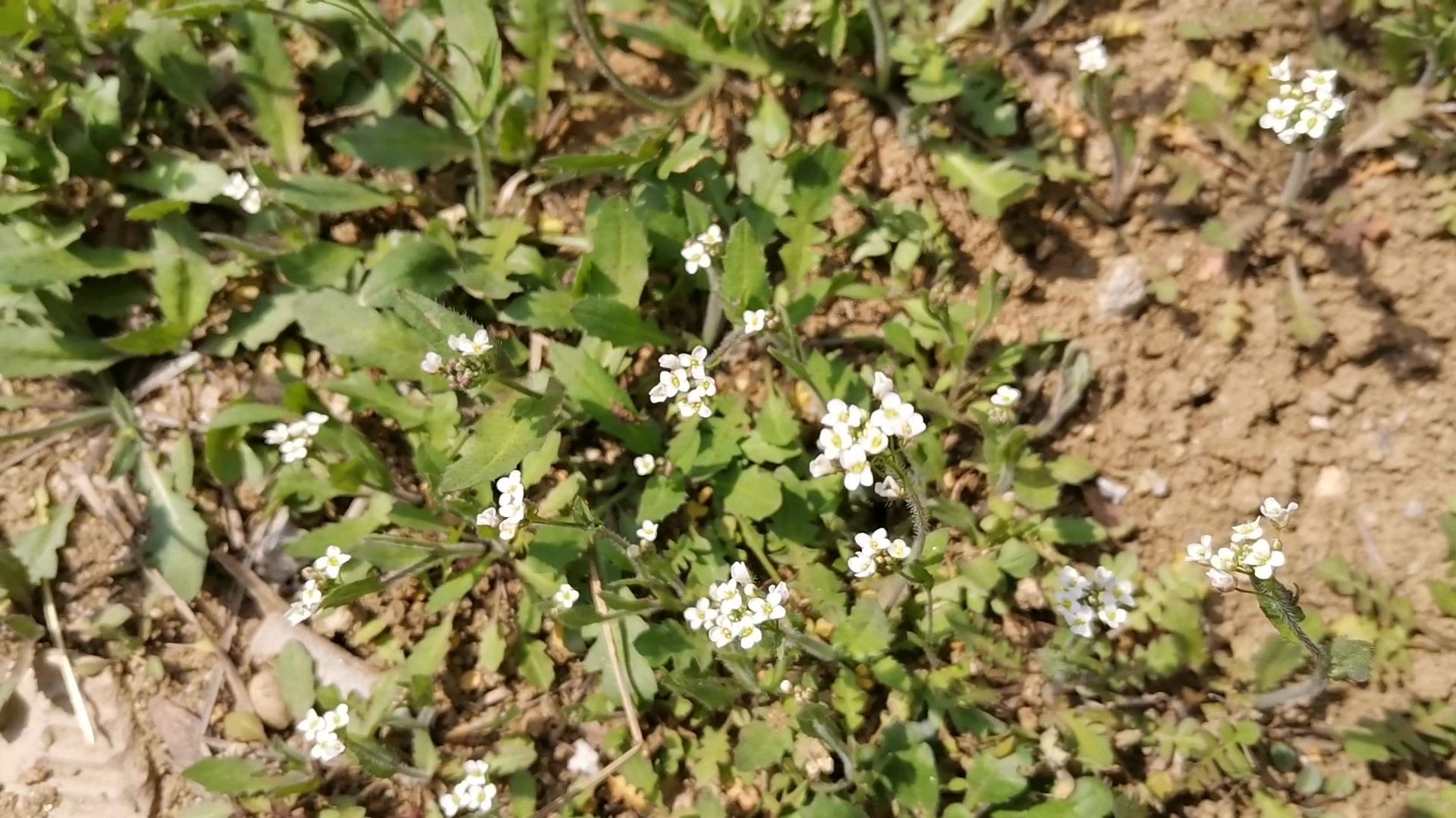 你见过荠菜花长什么样吗?