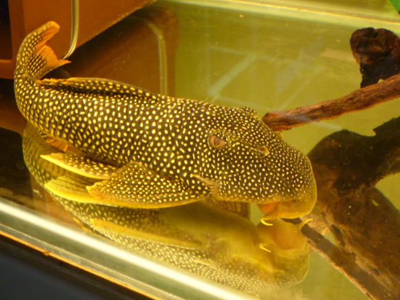 有人说这鱼是清道夫,可是金黄色的清道夫你见过吗?