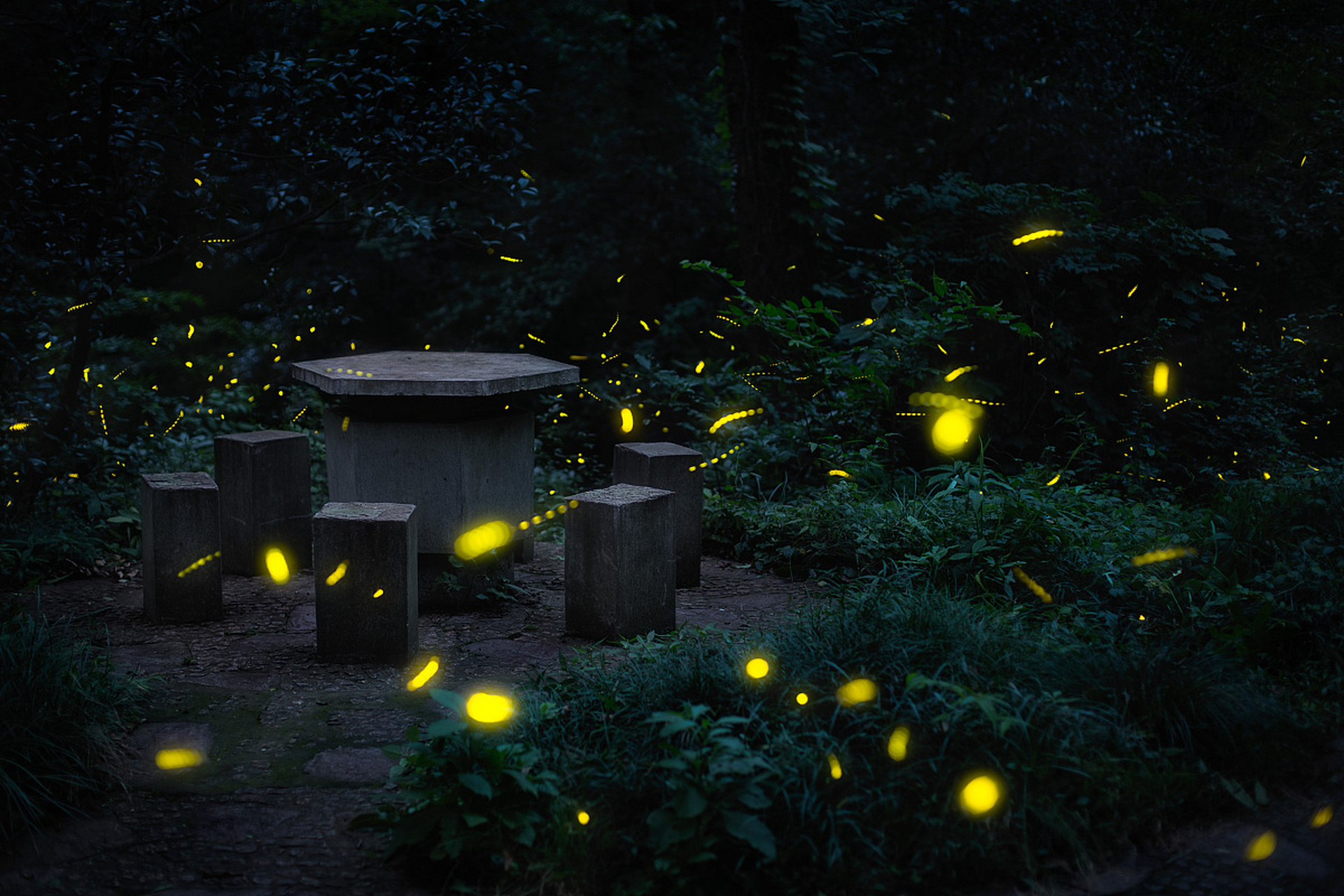 为什么萤火虫会发光 萤火虫在夏日傍晚的丛林里很常见,它们就像会飞的