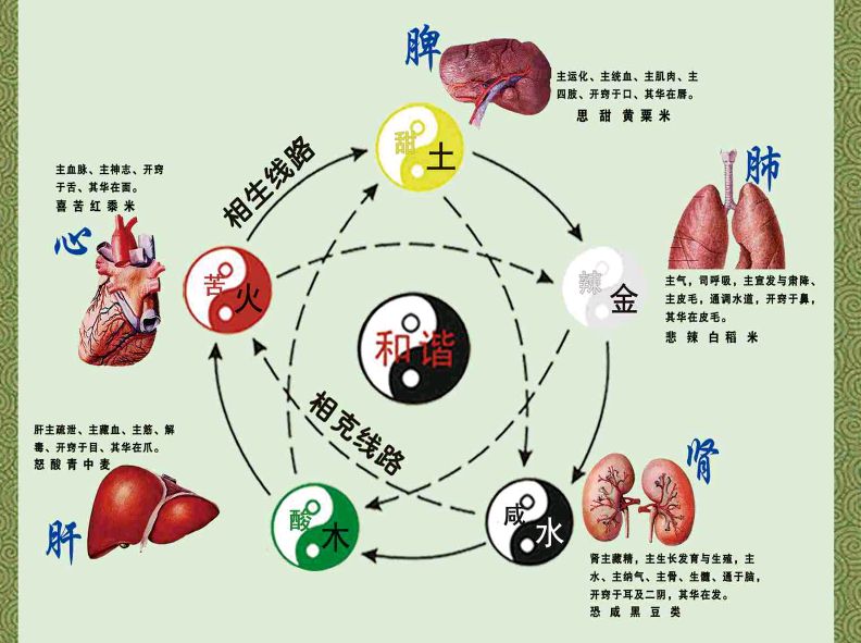 自然養生原則之和臟腑,臟腑和則百痾不起