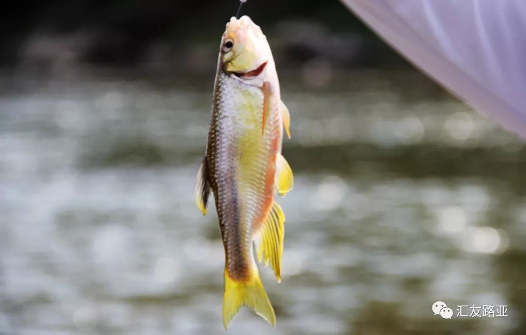 路亚山溪中的纵纹鱲