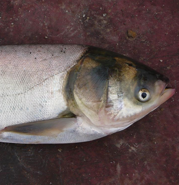 白鲢鱼多少钱一斤图片