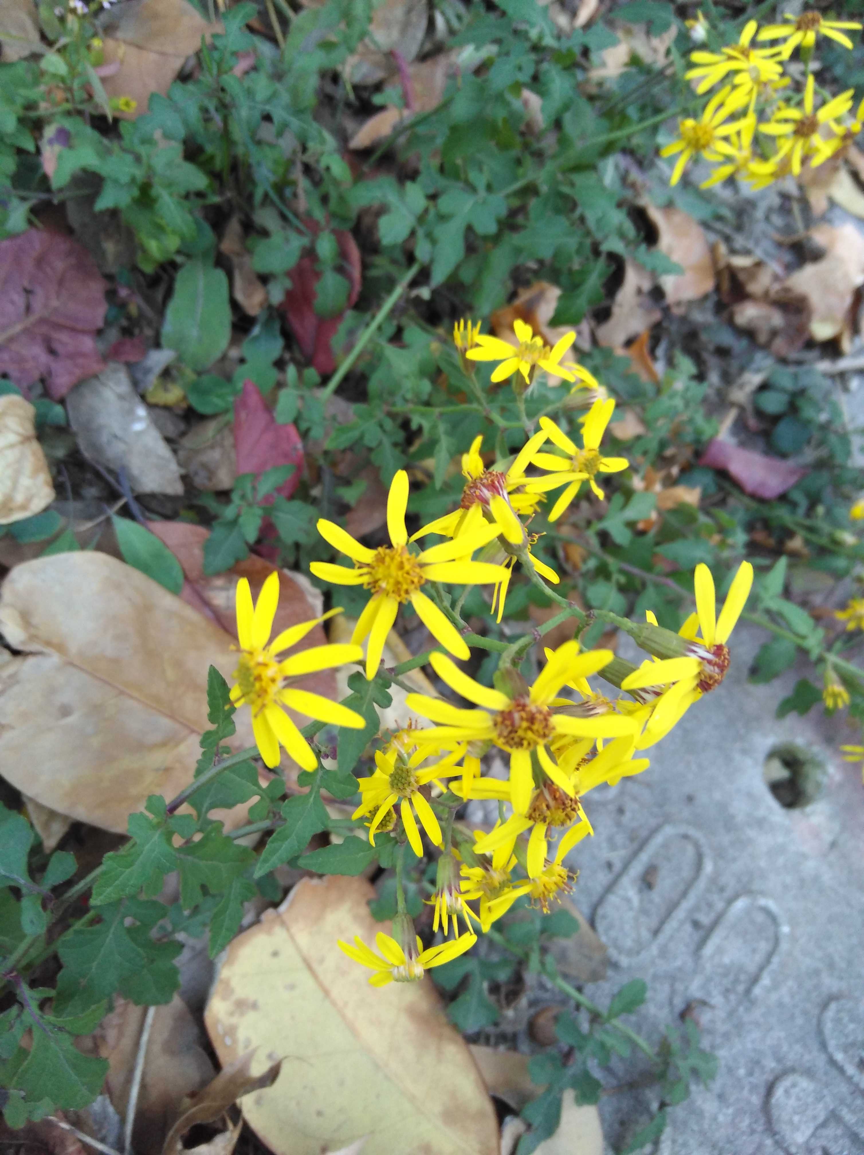 故乡有一种野花叫千里光.