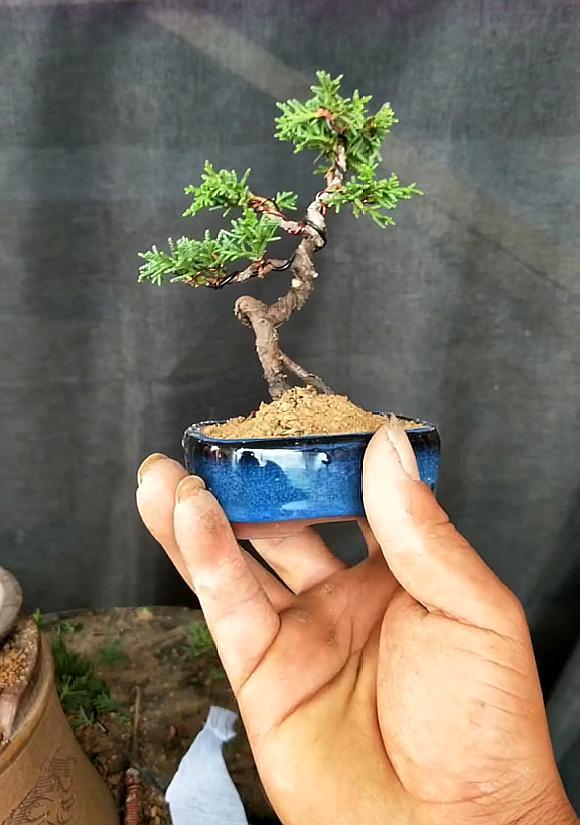 可以放在掌心玩的盆景,个个精致小巧,千姿百态,造型真的太美了