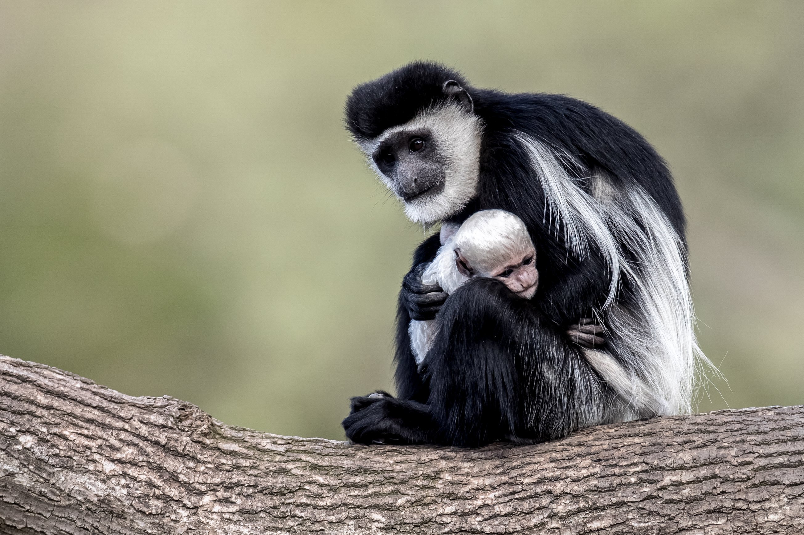 非洲黑白疣猴图片
