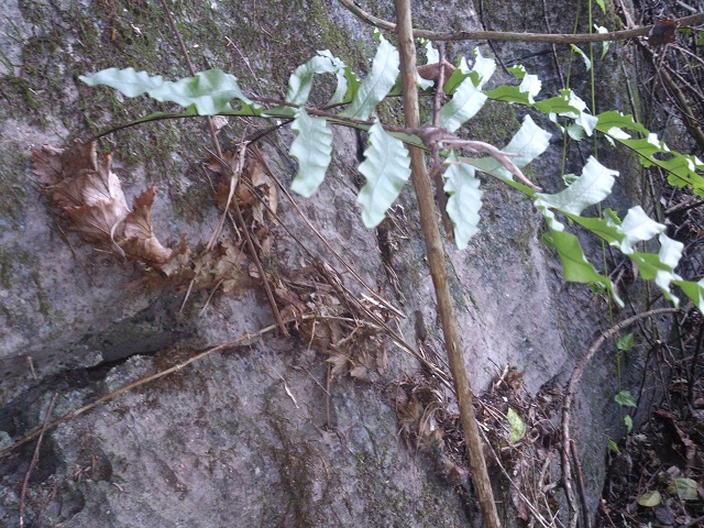 山上这种植物,人称"石壁虎",非常的珍贵,如今很少见了