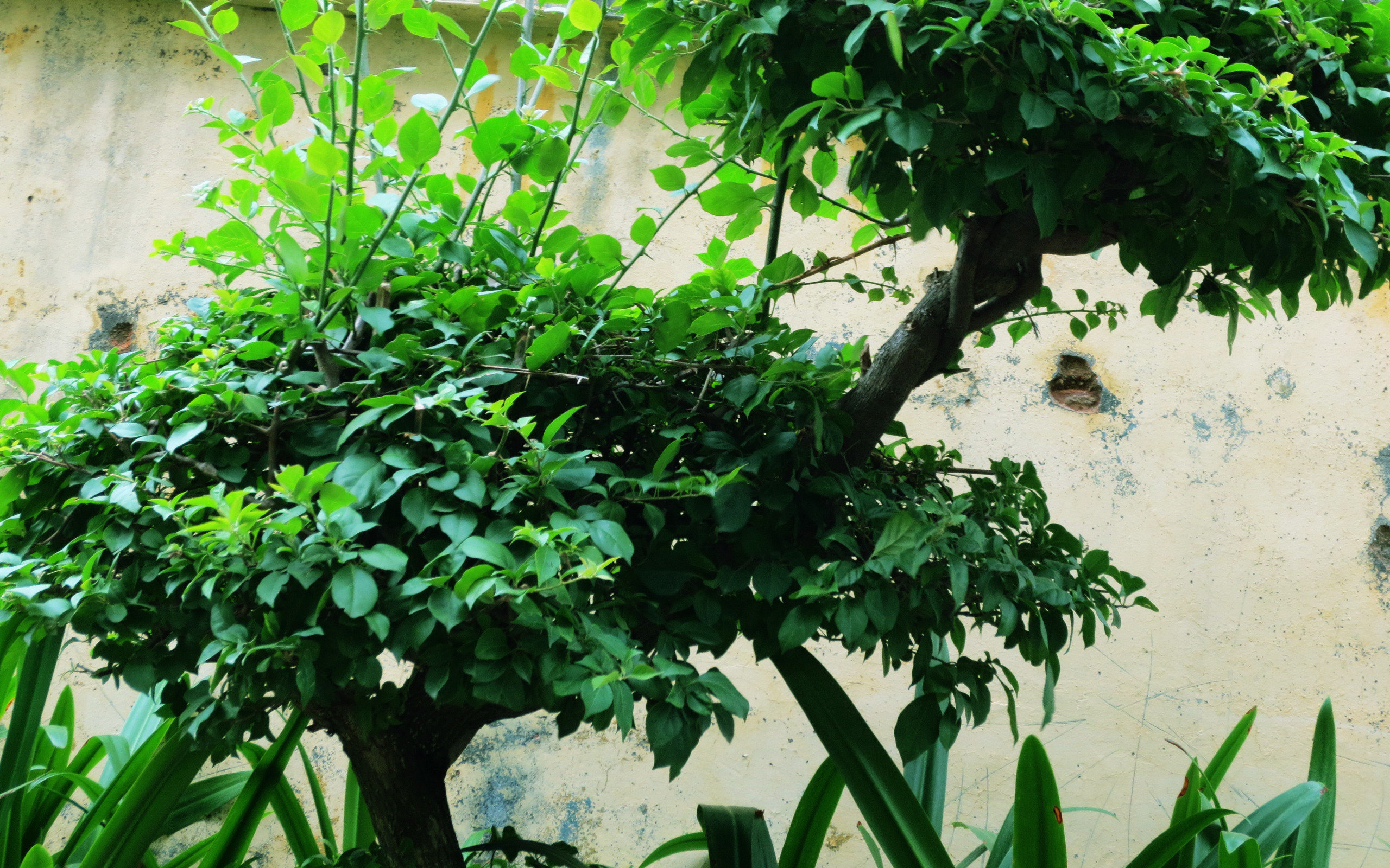 天上的云朵形态各异,高清壁纸,风景电脑高清壁纸