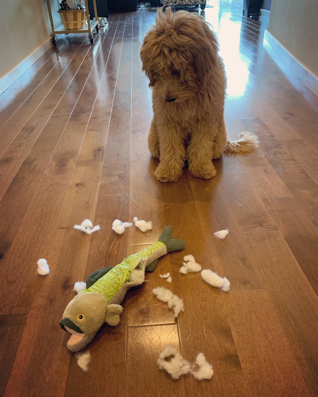 铲屎官看到狗狗拆家破坏玩具先不要责骂,这五个拆家原因了解一下