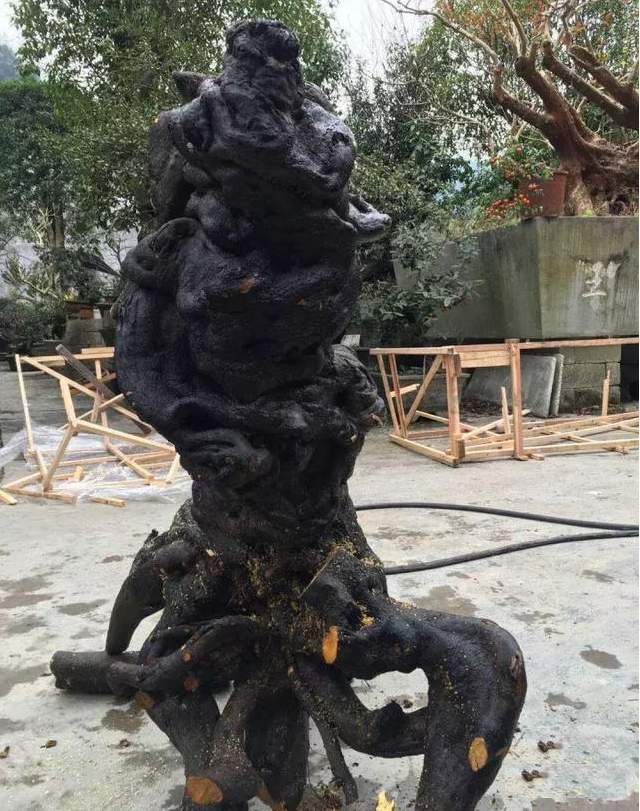 老板购买的金弹子碳化"怪桩",像中国的瑞兽"麒麟",霸气!