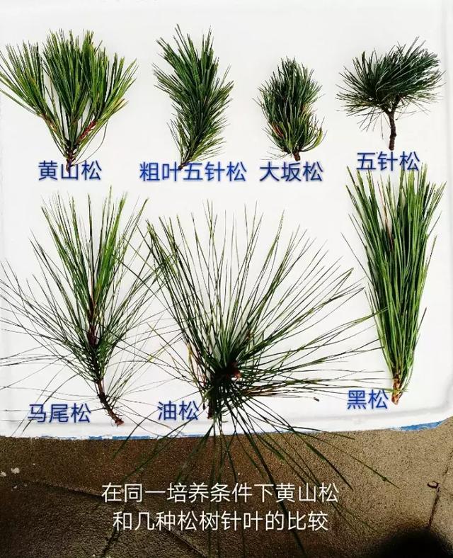 20年黄山松培养经验,松树特殊阶段不可向叶面喷水(1)