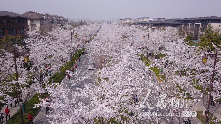 3月26日,扬州市鉴真路上"樱花大道(无人机拍摄.