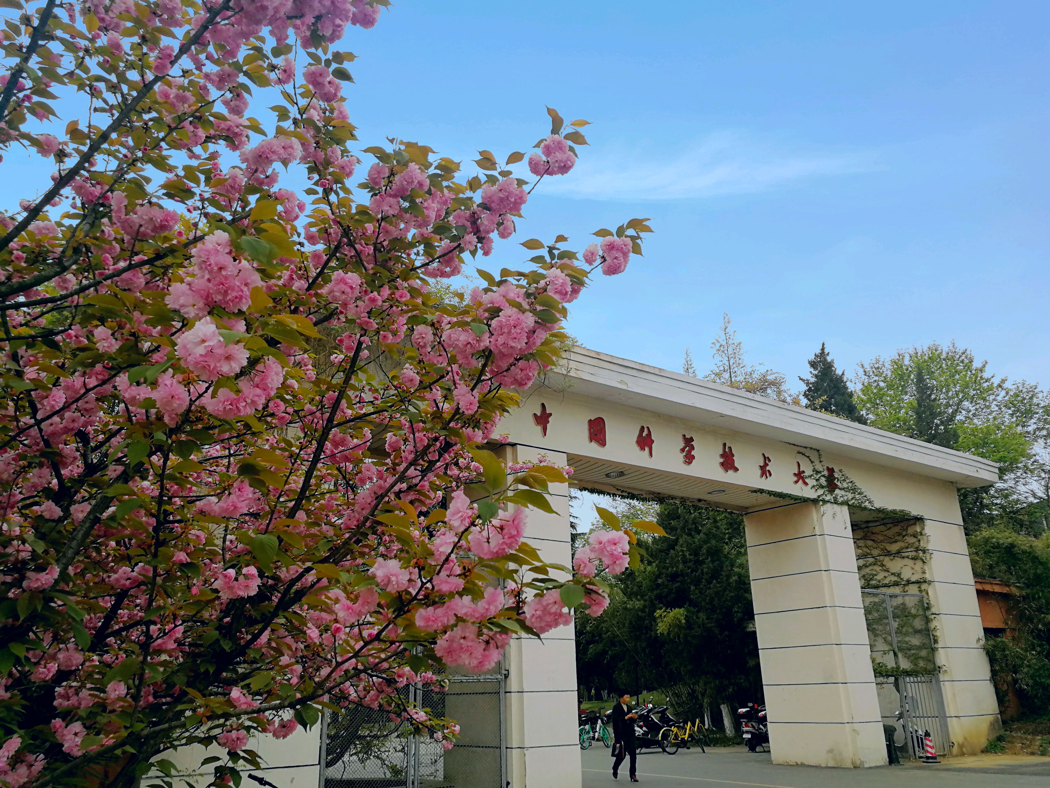 趁春和景明,到中国科大看看樱花