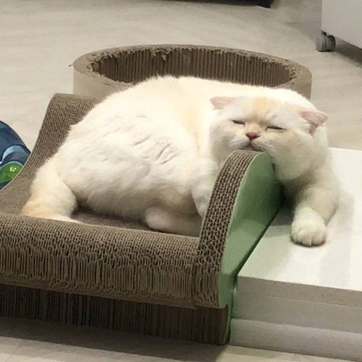 我不是不想动,是真的懒得动