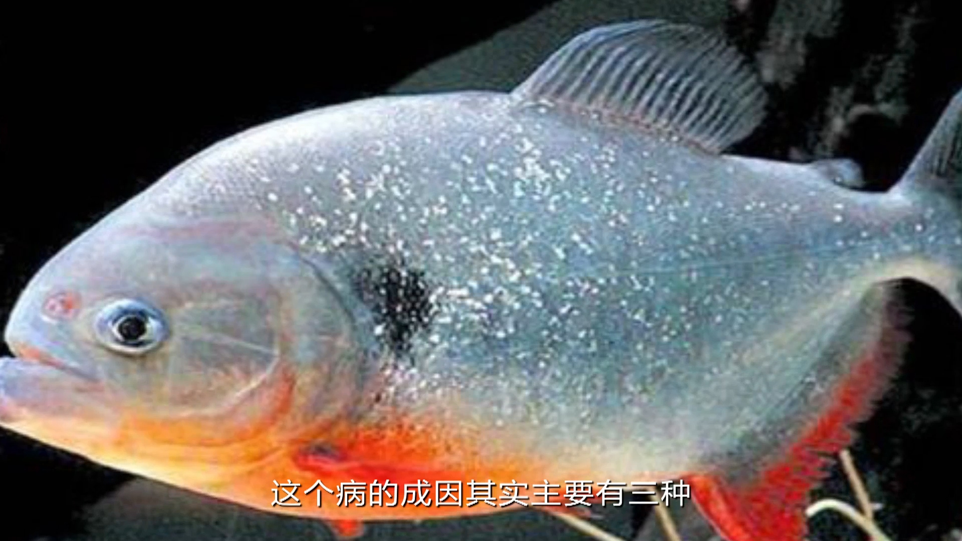 白皮病鱼早期症状图片图片