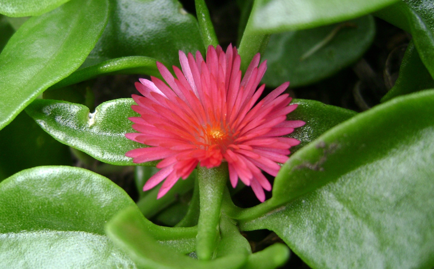 心叶日中花开放,小而美的花朵