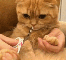 超实用分享——给猫咪剪指甲的正确打开方式!