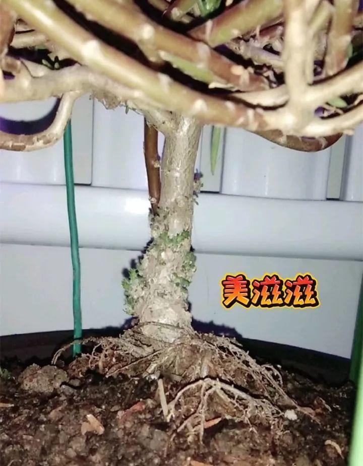 怎样把太阳花养成老桩?3步工作不要少,一株就能开满盆