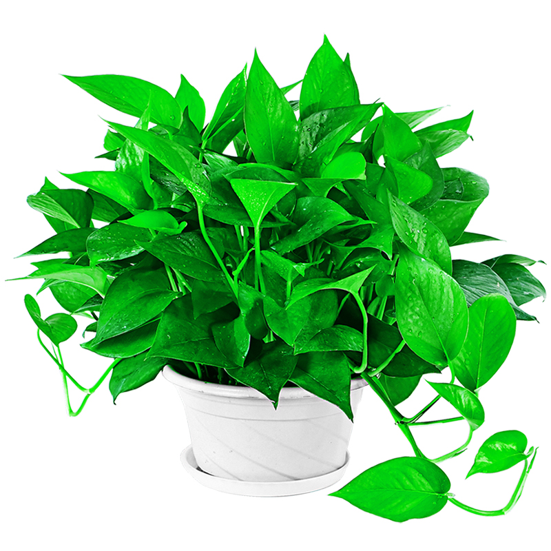 冬天这么养绿萝,不黄叶,不烂根,叶子长得又多又绿!