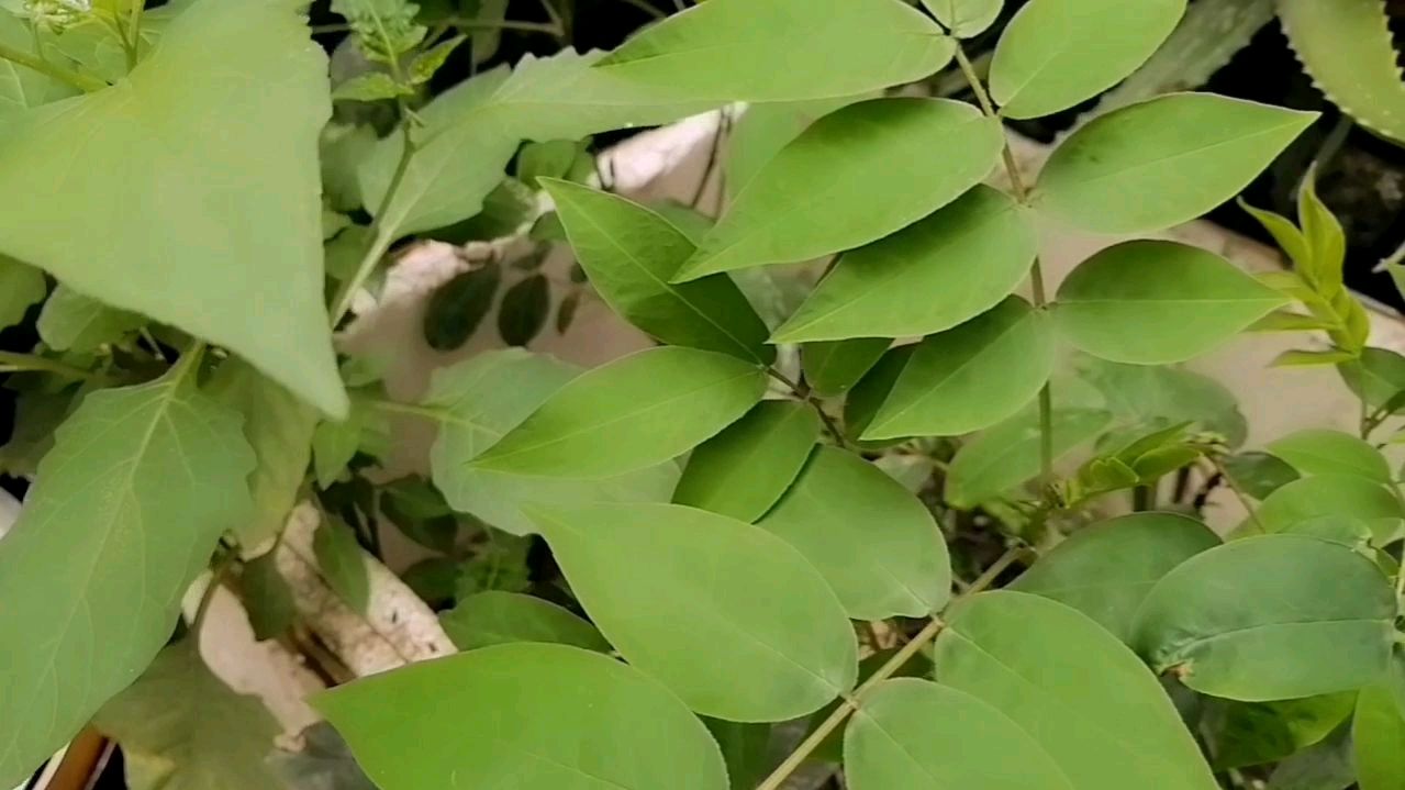 这种菜老家叫光明菜,可以清肝明目,你那有吗