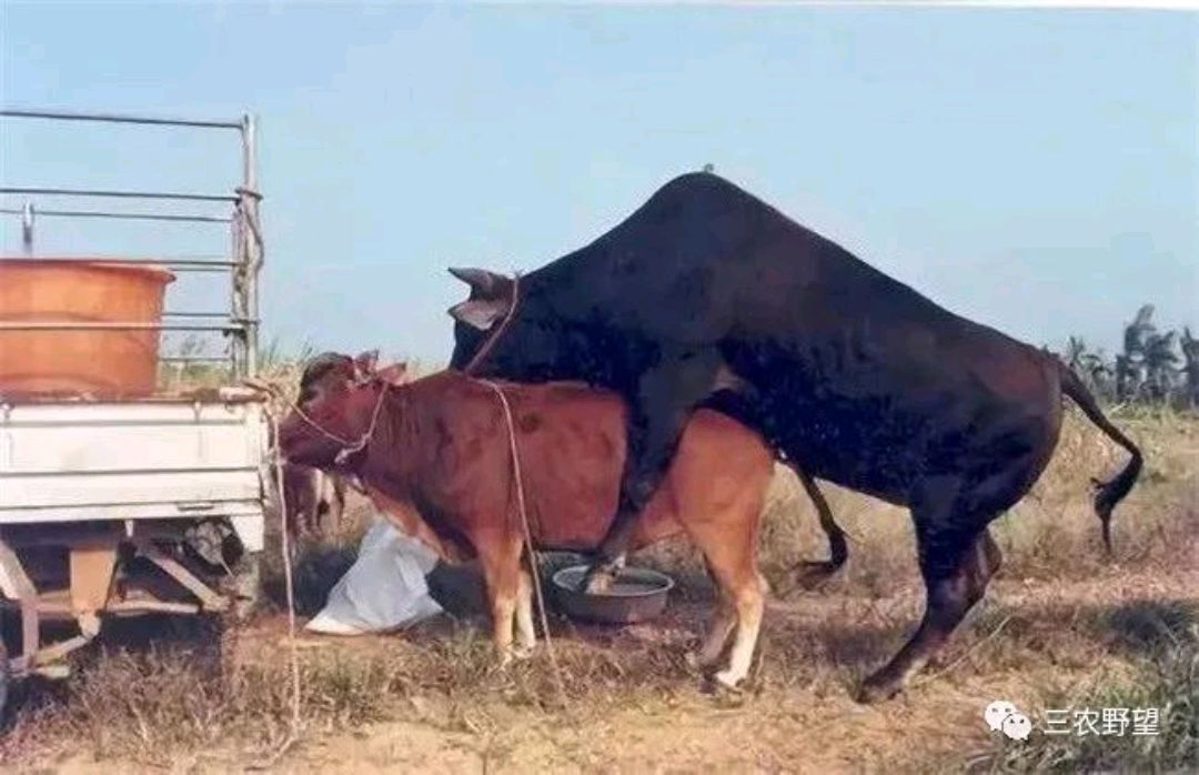 母牛有哪些配种方法?什么时候配种最合适