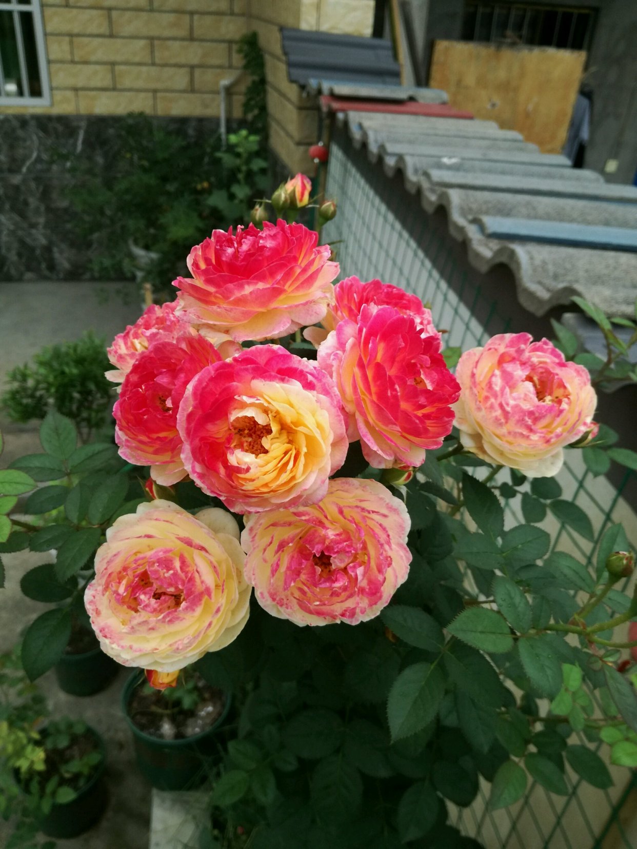 盆栽观赏树 - 2020年最新商品信息聚合专区 - 百度爱采购