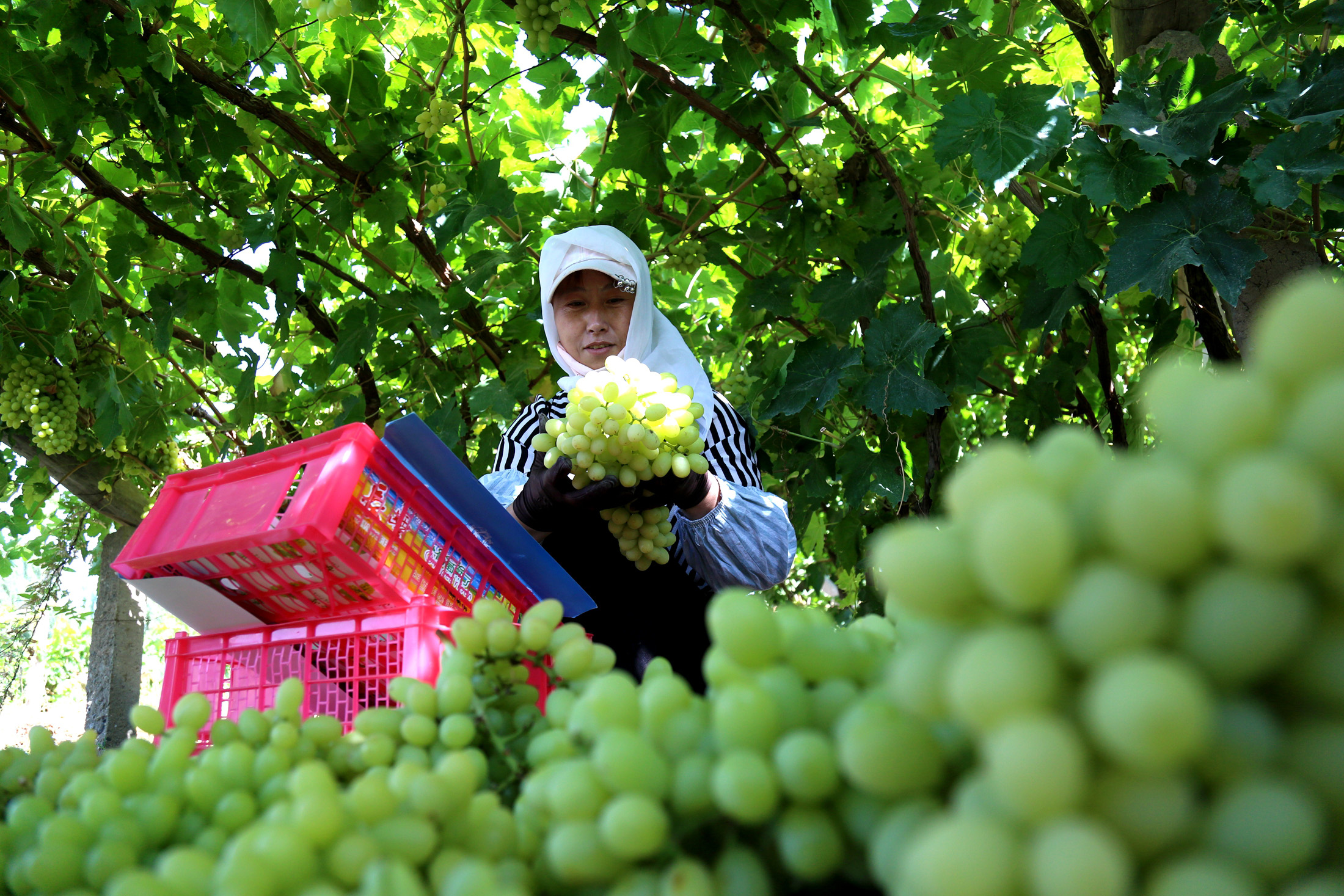 甘肃敦煌:葡萄熟了(1)