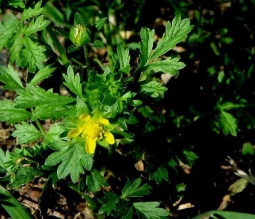 蛇莓委陵菜知识科普,教你轻松识别蛇莓委陵菜