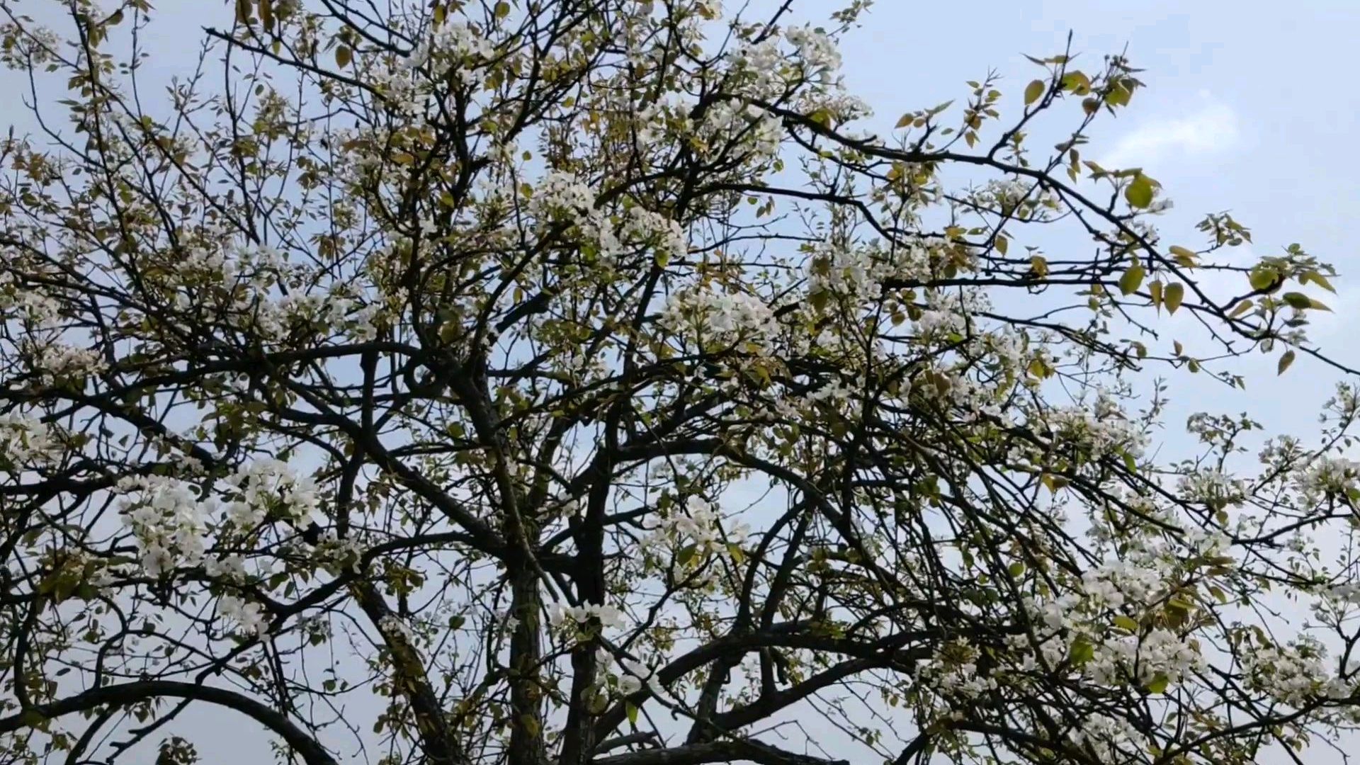 四川农村百年梨树花开时节,主人家大白鹅一直叫唤,这是怎么回事