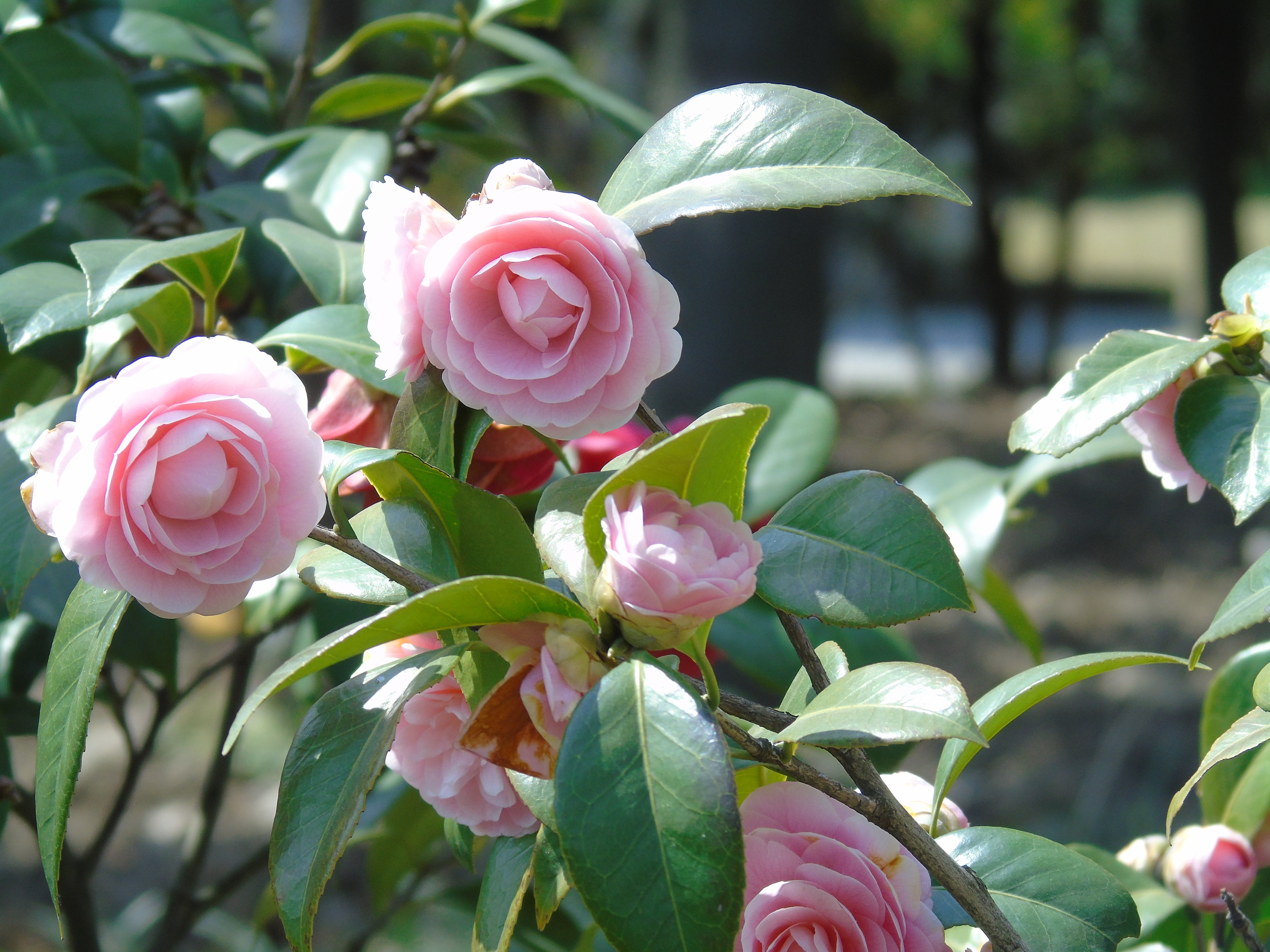 秋来了,想让茶花开得更美吗?试试这几招吧!