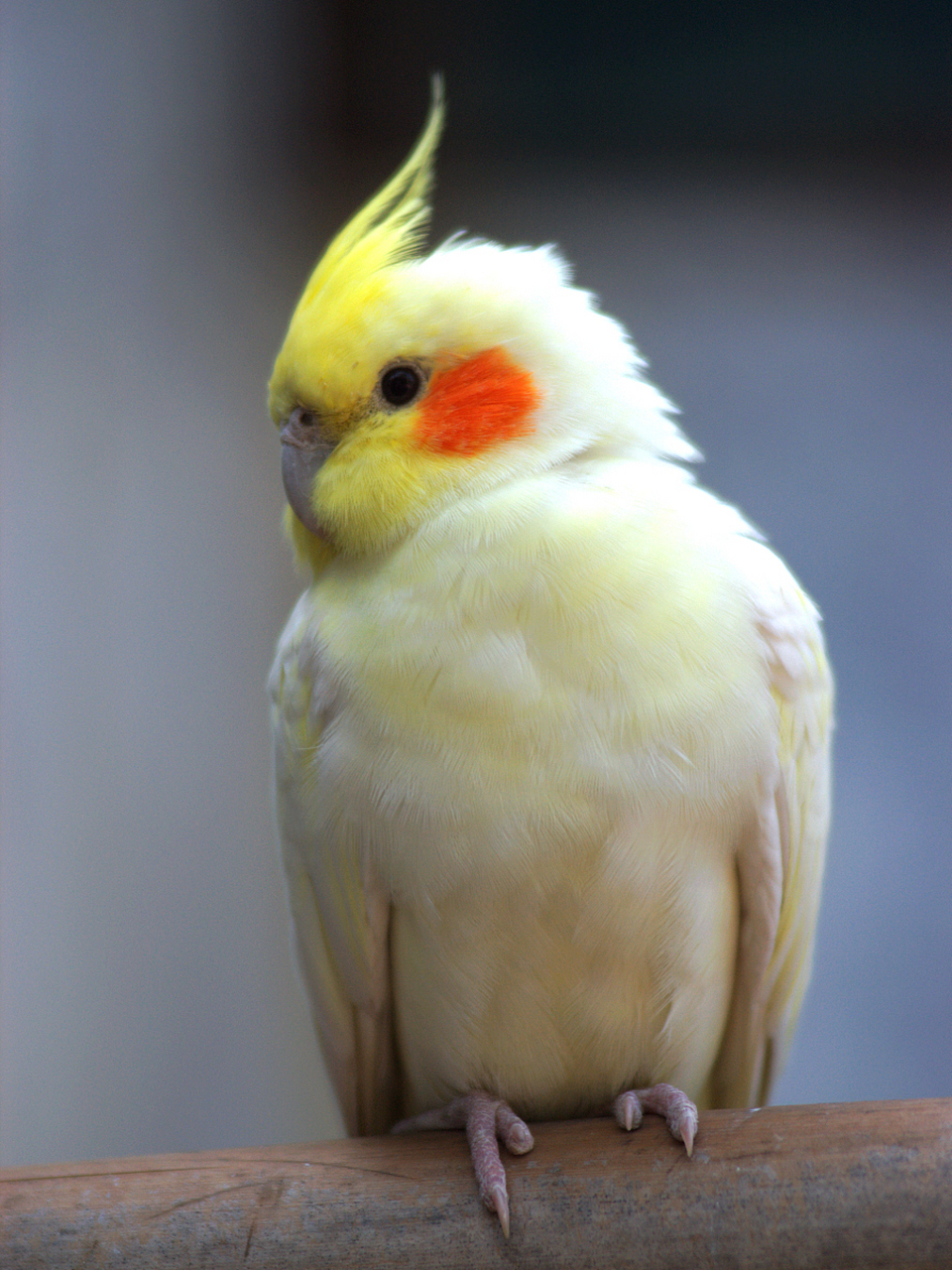 知识创作挑战赛# 训练玄凤鹦鹉的方法如下:  反复训练:在玄凤鹦鹉